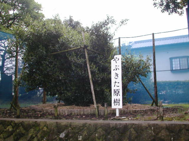 やぶきた原樹