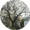 桜井戸碑